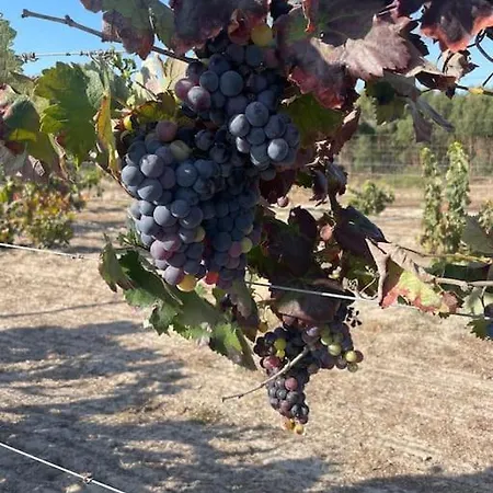 Monte Velho - וילה Canha